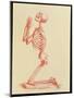 Engraving of Praying Male Skeleton by Cheselden-Mehau Kulyk-Mounted Photographic Print