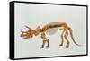 Enhanced Image of a Triceratops Dinosaur Skeleton-Mehau Kulyk-Framed Stretched Canvas