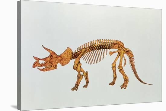 Enhanced Image of a Triceratops Dinosaur Skeleton-Mehau Kulyk-Stretched Canvas