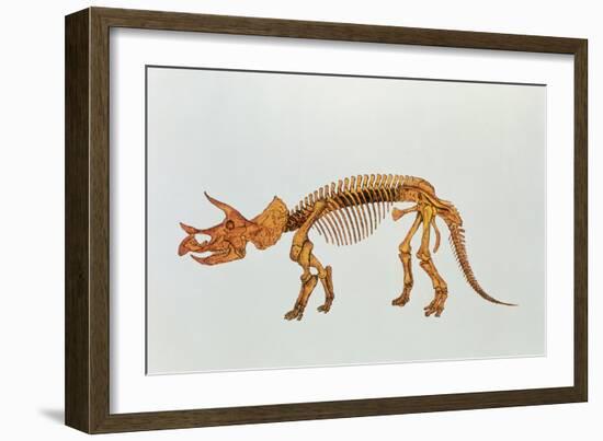 Enhanced Image of a Triceratops Dinosaur Skeleton-Mehau Kulyk-Framed Photographic Print