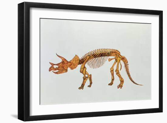 Enhanced Image of a Triceratops Dinosaur Skeleton-Mehau Kulyk-Framed Photographic Print