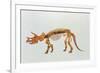 Enhanced Image of a Triceratops Dinosaur Skeleton-Mehau Kulyk-Framed Photographic Print