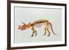 Enhanced Image of a Triceratops Dinosaur Skeleton-Mehau Kulyk-Framed Photographic Print