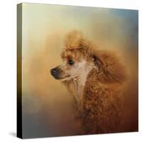 Enjoying the Breeze Apricot Poodle-Jai Johnson-Stretched Canvas