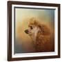 Enjoying the Breeze Apricot Poodle-Jai Johnson-Framed Giclee Print