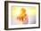 Enjoyment - Free Happy Woman Enjoying Sunset-Maridav-Framed Photographic Print