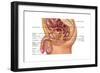 Enlarged Prostrate Gland, Illustration-Gwen Shockey-Framed Art Print