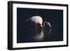 Enlighted Flamingo-Marco Tagliarino-Framed Giclee Print