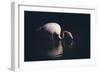 Enlighted Flamingo-Marco Tagliarino-Framed Giclee Print