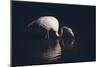 Enlighted Flamingo-Marco Tagliarino-Mounted Giclee Print