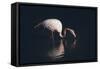 Enlighted Flamingo-Marco Tagliarino-Framed Stretched Canvas