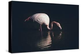 Enlighted Flamingo-Marco Tagliarino-Stretched Canvas