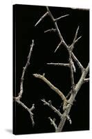 Ennomos Sp. (Thorn Moth) - Caterpillar or Inchworm Camouflaged on Twigs-Paul Starosta-Stretched Canvas