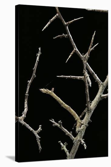Ennomos Sp. (Thorn Moth) - Caterpillar or Inchworm Camouflaged on Twigs-Paul Starosta-Stretched Canvas