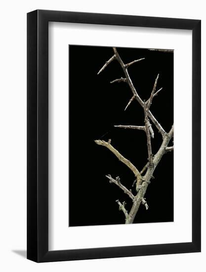 Ennomos Sp. (Thorn Moth) - Caterpillar or Inchworm Camouflaged on Twigs-Paul Starosta-Framed Photographic Print