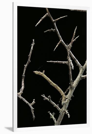 Ennomos Sp. (Thorn Moth) - Caterpillar or Inchworm Camouflaged on Twigs-Paul Starosta-Framed Photographic Print