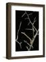 Ennomos Sp. (Thorn Moth) - Caterpillar or Inchworm Camouflaged on Twigs-Paul Starosta-Framed Photographic Print