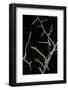 Ennomos Sp. (Thorn Moth) - Caterpillar or Inchworm Camouflaged on Twigs-Paul Starosta-Framed Photographic Print