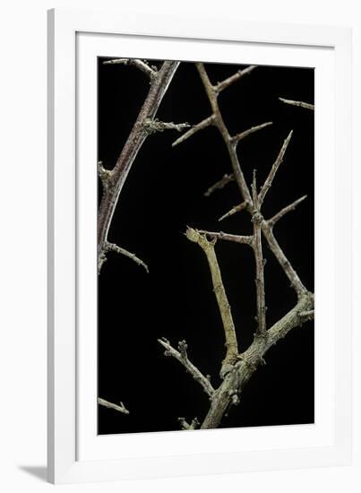 Ennomos Sp. (Thorn Moth) - Caterpillar or Inchworm Camouflaged on Twigs-Paul Starosta-Framed Photographic Print