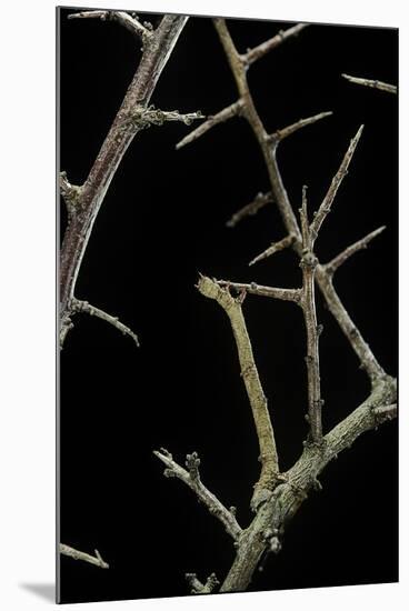 Ennomos Sp. (Thorn Moth) - Caterpillar or Inchworm Camouflaged on Twigs-Paul Starosta-Mounted Photographic Print