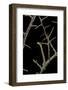 Ennomos Sp. (Thorn Moth) - Caterpillar or Inchworm Camouflaged on Twigs-Paul Starosta-Framed Photographic Print