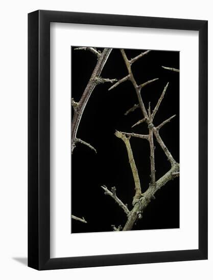 Ennomos Sp. (Thorn Moth) - Caterpillar or Inchworm Camouflaged on Twigs-Paul Starosta-Framed Photographic Print