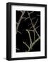 Ennomos Sp. (Thorn Moth) - Caterpillar or Inchworm Camouflaged on Twigs-Paul Starosta-Framed Photographic Print