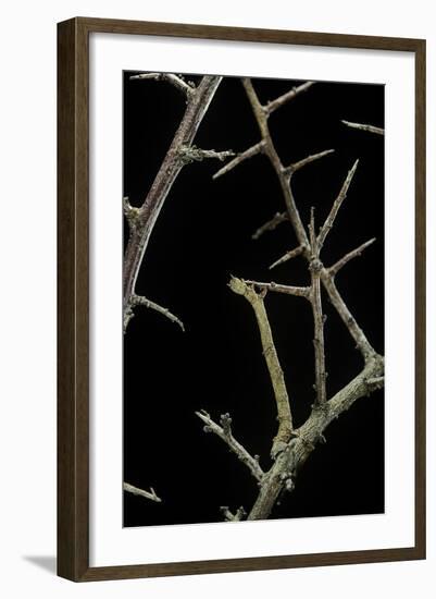 Ennomos Sp. (Thorn Moth) - Caterpillar or Inchworm Camouflaged on Twigs-Paul Starosta-Framed Photographic Print