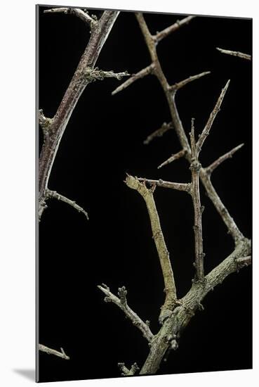 Ennomos Sp. (Thorn Moth) - Caterpillar or Inchworm Camouflaged on Twigs-Paul Starosta-Mounted Photographic Print