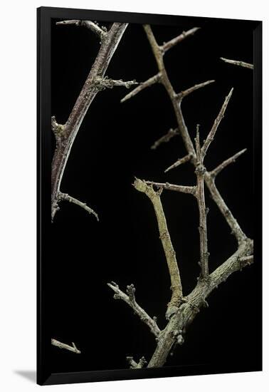 Ennomos Sp. (Thorn Moth) - Caterpillar or Inchworm Camouflaged on Twigs-Paul Starosta-Framed Photographic Print