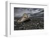 Enok-Bragi Ingibergsson --Framed Photographic Print