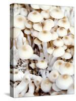 Enokitake Mushrooms-Ming Tang-evans-Stretched Canvas