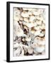 Enokitake Mushrooms-Ming Tang-evans-Framed Photographic Print