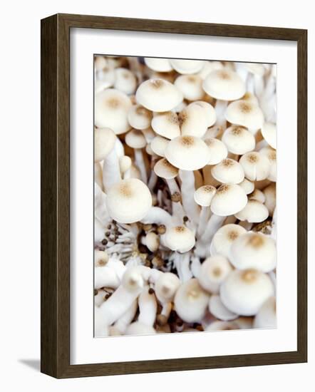 Enokitake Mushrooms-Ming Tang-evans-Framed Photographic Print