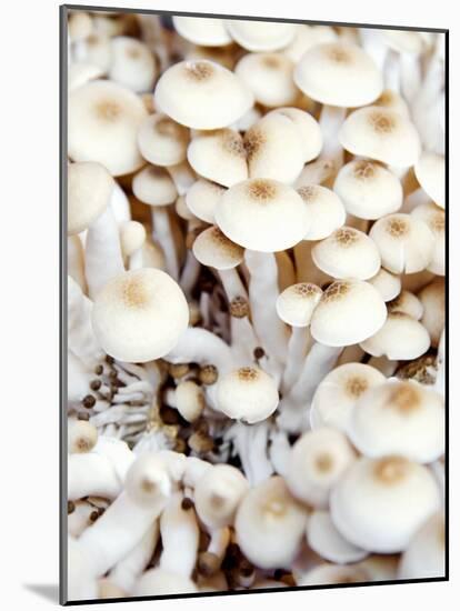 Enokitake Mushrooms-Ming Tang-evans-Mounted Photographic Print