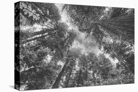 Enraptured by Trees, Redwood Coast California-Vincent James-Stretched Canvas
