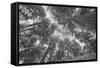 Enraptured by Trees, Redwood Coast California-Vincent James-Framed Stretched Canvas