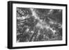 Enraptured by Trees, Redwood Coast California-Vincent James-Framed Premium Photographic Print