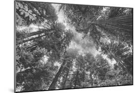 Enraptured by Trees, Redwood Coast California-Vincent James-Mounted Premium Photographic Print