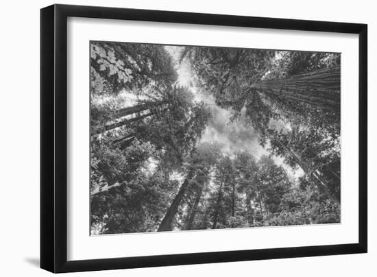 Enraptured by Trees, Redwood Coast California-Vincent James-Framed Photographic Print