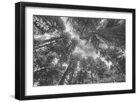 Enraptured by Trees, Redwood Coast California-Vincent James-Framed Photographic Print