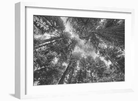 Enraptured by Trees, Redwood Coast California-Vincent James-Framed Photographic Print