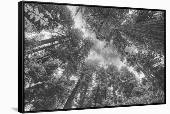 Enraptured by Trees, Redwood Coast California-Vincent James-Framed Stretched Canvas