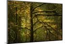Wood Mount