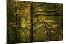 Wood Mount