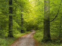 Forest path in autumn-enricocacciafotografie-Photographic Print