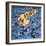 Ensnared, 1968-null-Framed Giclee Print