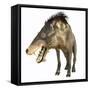 Entelodon, White Background-Stocktrek Images-Framed Stretched Canvas