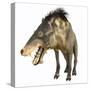 Entelodon, White Background-Stocktrek Images-Stretched Canvas