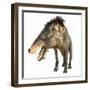 Entelodon, White Background-Stocktrek Images-Framed Art Print